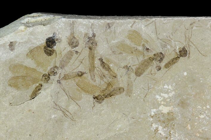 Fossil Crane Fly (Pronophlebia) Cluster - Green River Formation, Utah #111395